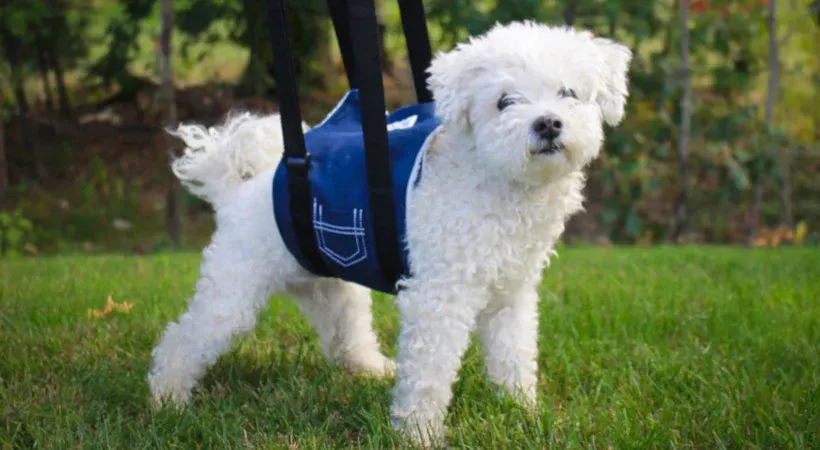 The Benefits of Using a Dog Sling Carry for Pet Owners